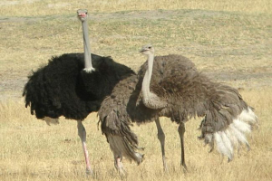 Страус: все про найбільших птахів у світі Страус: все про найбільших птахів у світі